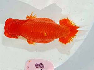 日らん　武田悦男　広島