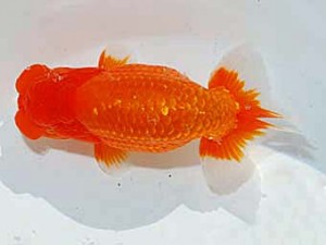 日らん　山光　勲　愛媛