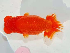 日らん　荻谷冨士夫　茨城