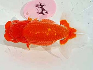 日らん　山口人史　愛媛