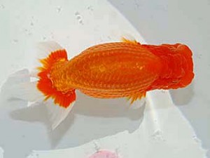 日らん 田淵貴利　香川