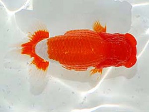 日らん 近藤憲正　愛知