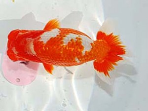 日らん 佐々木勝利　愛媛