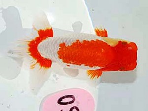 日らん　難波康宏　岡山