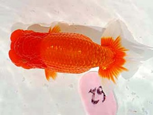 日らん　山口広隆　三重