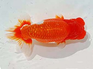 日らん 鈴木友来　愛知