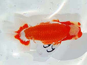 日らん　高橋大祐　神奈川