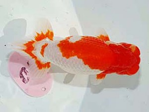 日らん 野口隆朗　香川