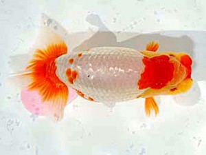 日らん 橋本雅資　大阪