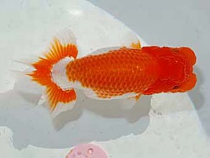 日らん 田代史郎　岡山