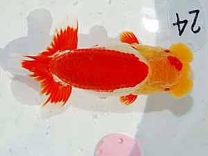 日らん　荻谷冨士夫　茨城