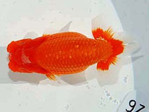 日らん 森相　優　埼玉