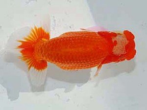 日らん 高橋大祐　神奈川