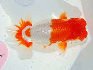 日らん　小澤忠幸　静岡