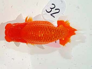 日らん 出口竜太　熊本