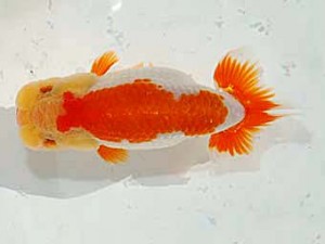 日らん 野島隆一　千葉