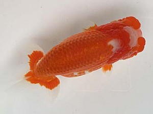 知多昇蘭会　明け二歳会　東大関　井上廣太　常滑