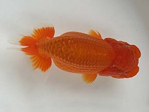 知多昇蘭会　明け二歳会　西大関　有賀昌司　八百津