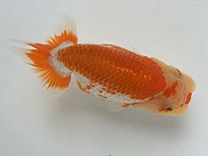 知多昇蘭会　明け二歳会　立行司　野口　弘　半田