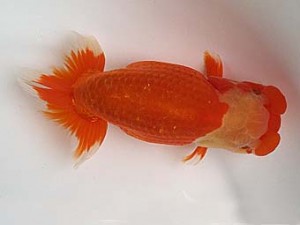 知多昇蘭会　明け二歳会　東取締　西澤広行　安城