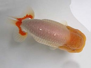 知多昇蘭会　明け二歳会　西取締　相川茂樹　南知多