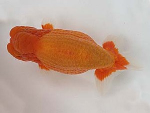 知多昇蘭会　明け二歳会　東大関　都築明彦　常滑