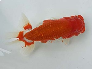 知多昇蘭会　明け二歳会　西大関　鎌田芳男　稲沢