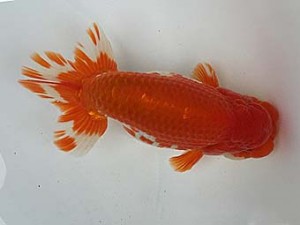 知多昇蘭会　明け二歳会　立行司　磯村則之　武豊