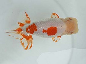 知多昇蘭会　明け二歳会　東取締　稲葉信泰　美浜