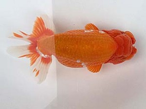 知多昇蘭会　明け二歳会　西取締　田中　宏　武豊