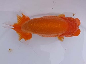 葛飾愛魚会　二歳会　西大関　滝瀬健治