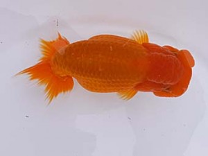 葛飾愛魚会　二歳会　立行司　室岡賢治