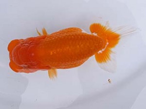 葛飾愛魚会　二歳会　取締一　林　政信