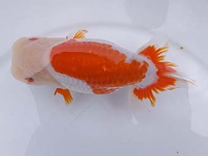 葛飾愛魚会　二歳会　取締二　長谷川政司