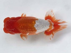 喜樂らんちう会　二歳会　一位　内田　實　草加