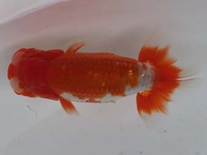 喜樂らんちう会　十位　馬場祥宏　川口