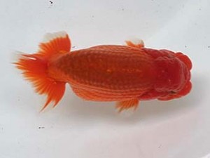 喜樂らんちう会 十一位　長井俊之　西亀有