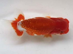 喜樂らんちう会 十二位　小島　昇　さいたま市