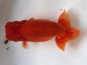 喜樂らんちう会 十三位　星野亮一　足立