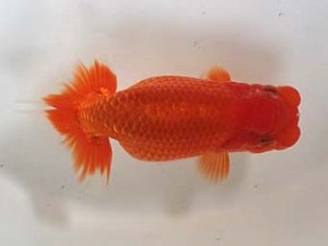 喜樂らんちう会 十四位　上村昭二　川口