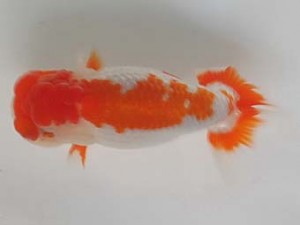 喜樂らんちう会 十五位　山田　篤　市川