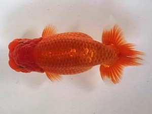 喜樂らんちう会 十六位　木崎栄一　さいたま市