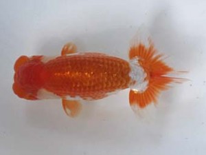 喜樂らんちう会　二歳会　二位　内田　實　草加