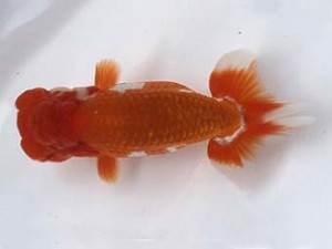 喜樂らんちう会　二歳会　三位　馬場祥宏　川口