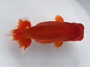 喜樂らんちう会　二歳会　四位　七尾好之　葛飾