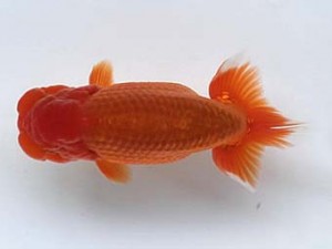 樂らんちう会　二歳会　五位　木村文夫　葛飾