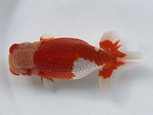 喜樂らんちう会 六位　望月誠一　草加