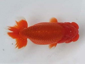 喜樂らんちう会 七位　島田光男　足立