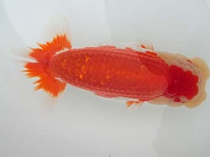 志摩紅鱗会　平成28年度春季品評大会　東大関　宮脇　洋　松阪市