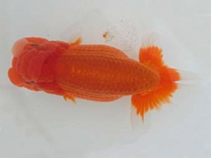 志摩紅鱗会　平成28年度春季品評大会　西大関　小濱照明　松阪市